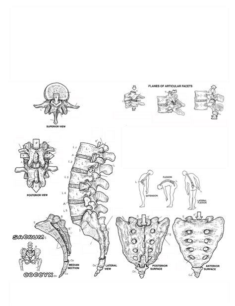 Anatomy & Physiology - Lumbar, Sacral, & Coccygeal Vertebrae Diagram ...