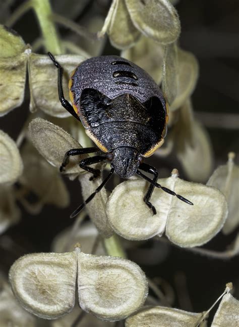 ConchelaBug Conchuela Bug Chlorochroa Ligata Tingley Bea Flickr