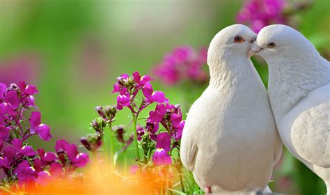 4 Meaningful Reasons To Stage A Wedding Dove Release A Sign Of Peace