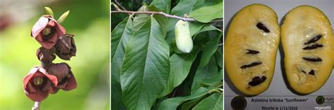 Asiminier trilobé Paw Paw planter cultiver récolter Nos conseils