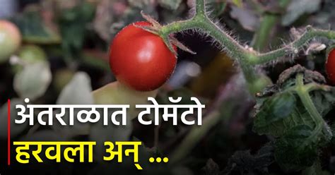 अंतराळात पिकवलेला पहिला टोमॅटो ८ महिन्यांपूर्वी हरवला अन् The First Tomato Grown In Space