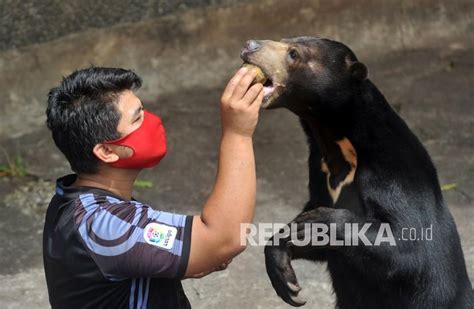 Beruang Madu Kembali Muncul Di Kawasan Kelok 44 Agam Republika Online