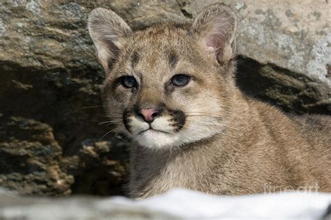 Cougar Cub Photograph By Linda Freshwaters Arndt Fine Art America