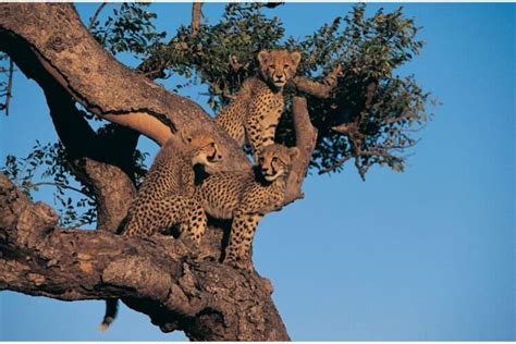 Can Cheetahs Climb Trees Heres The Surprising Truth