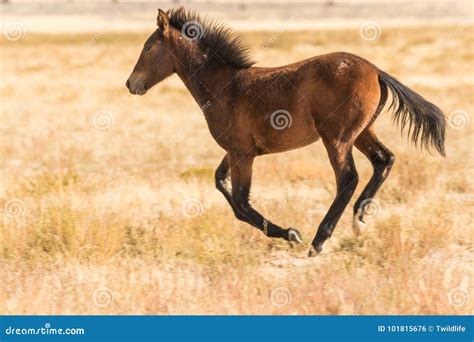 Wild Horse Mustang Running stock photo. Image of horses - 101815676