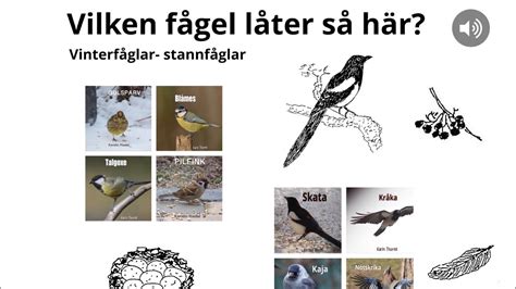 GISSA vilken FÅGEL som låter så här Stannfåglar NATURSPANARNA YouTube