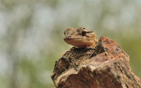 Wallpaper Animals Nature Lizards Wildlife Amphibian Toad