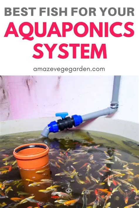 Best Fish For Your Aquaponics System Amaze Vege Garden