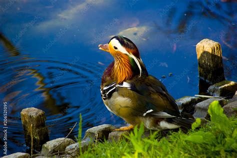 The Mandarin Duck is a bird species native to East Asia.As a decorative ...