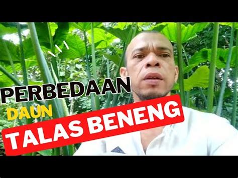 Edukasi Perbedaan Ciri Fisik Talas Beneng Youtube