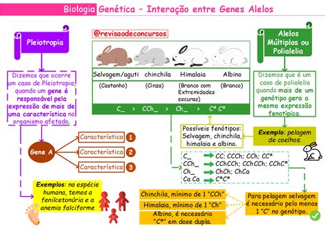 Mapa Mental Biomas Brasileiros Baixe Grátis O Mapa Mental Em Pdf