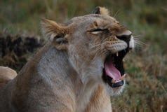 Close-up Of A Lion And Lioness Roaring Stock Image - Image of mouth ...