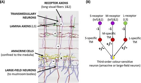 Neuron Morphology And Model Structure A The Second Neuropil The