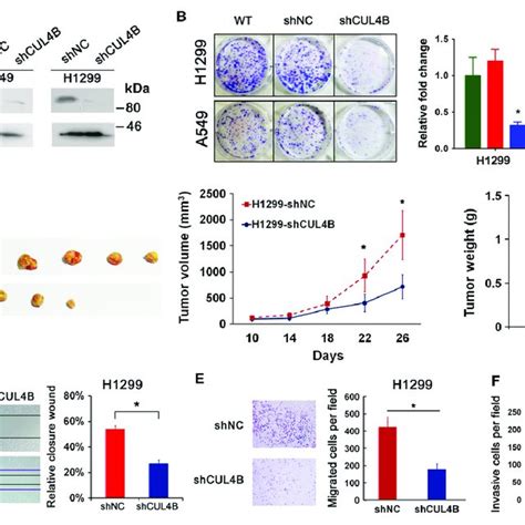 Cullin 4B Protein Is Overexpressed In Human NSCLC Tissues A