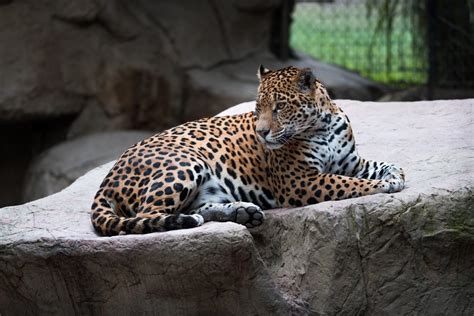 Everything You Need to Know About Jacksonville Zoo | TouristSecrets