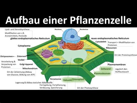 Pflanzenzellstruktur Für Kinder