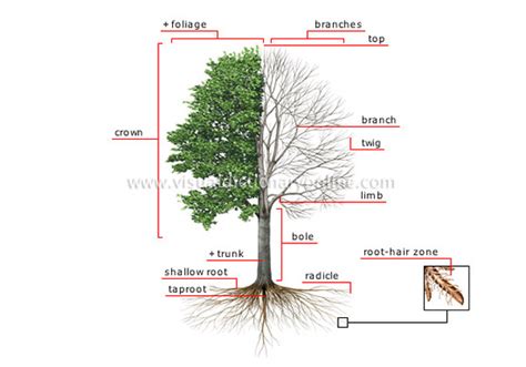 Tree Structure Trees And Plant