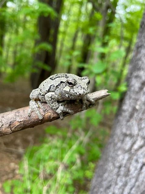 File:Gray tree frog in arboreal forest habitat, MA.jpg - HandWiki