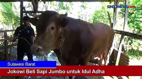 Presiden Jokowi Beli Sapi Jumbo Untuk Idul Adha Video Dailymotion