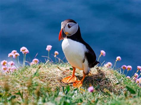 Lunga, Treshnish Isles, Scotland, UK