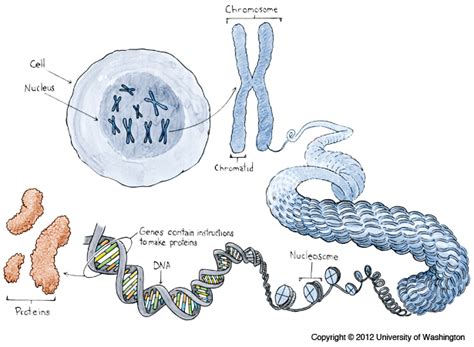 Cell Structure And Dna Brownbag Science