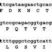 Nucleotide Above And Amino Acid Below Sequences Of The