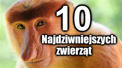 TOP 10 Najdziwniejszych zwierząt na Ziemi YouTube