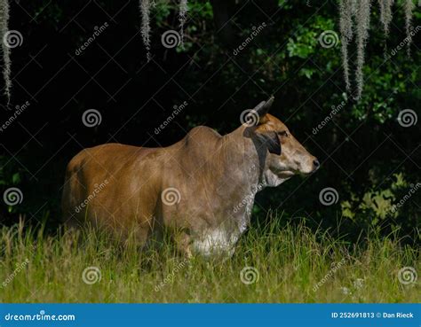 Large Brown Free Range Zebu Cattle Bos Taurus Indicus Standing In