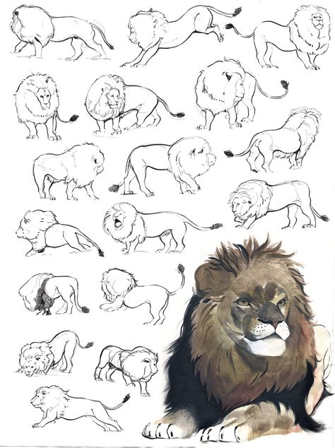 Lion Reference Drawing Np