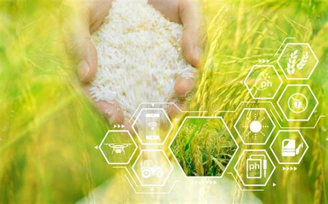 Smart Agriculture With Modern Technology Woman Hand Holding Rice And