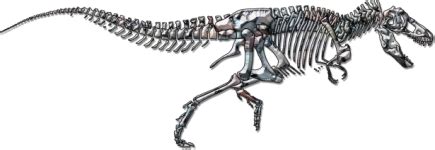 Dinosaur Skeleton Design Free Stock Photo Public Domain Pictures