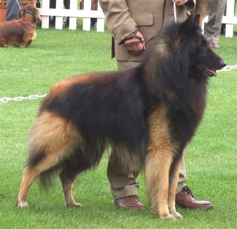 Belgian Shepherd (Tervuren) with his master photo and wallpaper ...