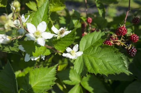 Fotos Hofreiter Selber Ernten Beeren Gem Se Beerencaf M Nchen