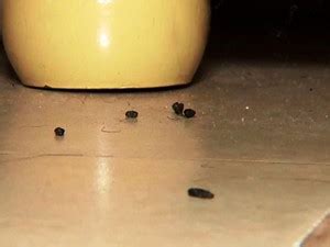 Fezes De Rato E Lagartixa - Como Diferenciar Fezes de Barata, Rato e Lagartixa? | Mundo Ecologia