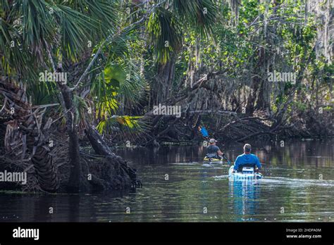 Couple Kayaking In The St Johns River Near Blue Spring State Park In Volusia County Florida