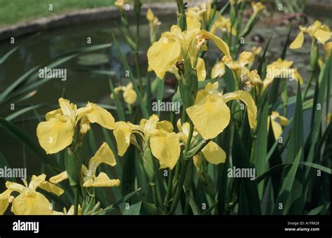 yellow flag iris  bloom  garden pond iris pseudocorus stock photo