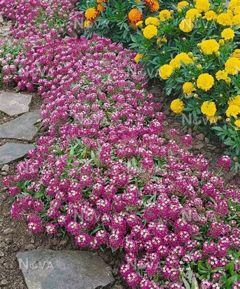 Alyssum Royal Carpet Ornamental Groundcover Lobularia Maritima Seeds Etsy