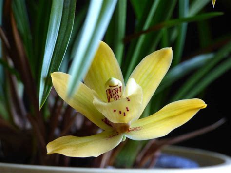 Infos Ber Cymbidium Orchideen Kahnlippen Orchidee