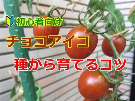 チョコアイコの種からの育て方！初心者向けミニトマト栽培 Tomato Vegetables Food