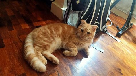 is it normal cat overweight step by step 4