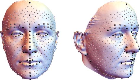 Facial Aging Trajectories A Common Shape Pattern In Male And Female Faces Is Disrupted After