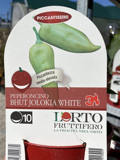 Peperoncino Bhut Jolokia White Vivaio Roma Garden