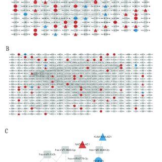 Mrna Mirna Lncrna And Cerna Networks In Small Cell Lung Cancer