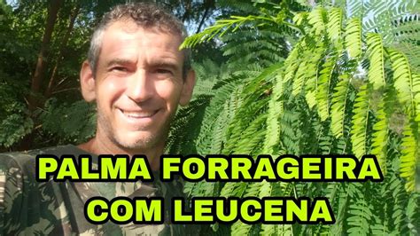 PALMA FORRAGEIRA LEUCENA YouTube