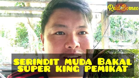 Serindit Muda Menghafal Bunyi YouTube