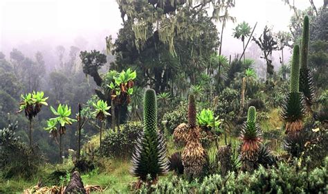 Rwenzori Mountains of Uganda