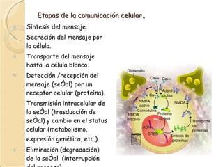 Comunicación Celular PPT