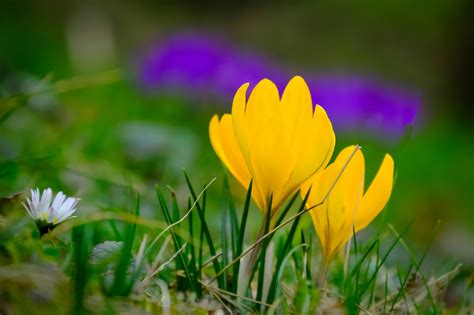 Immer wieder kommt ein neuer Frühling