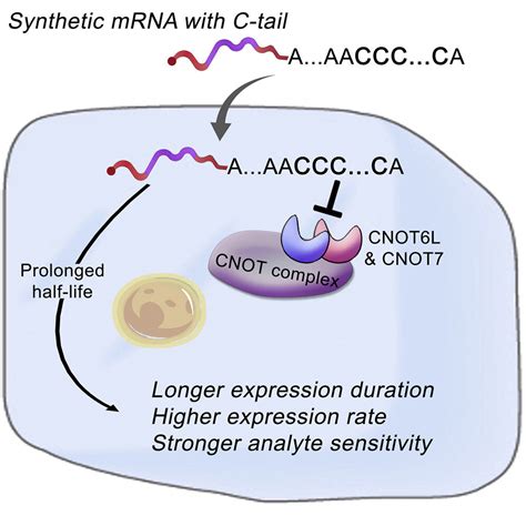 New Way To Synthesize Mrnas Could Enhance Effectiveness Of Mrna Drugs