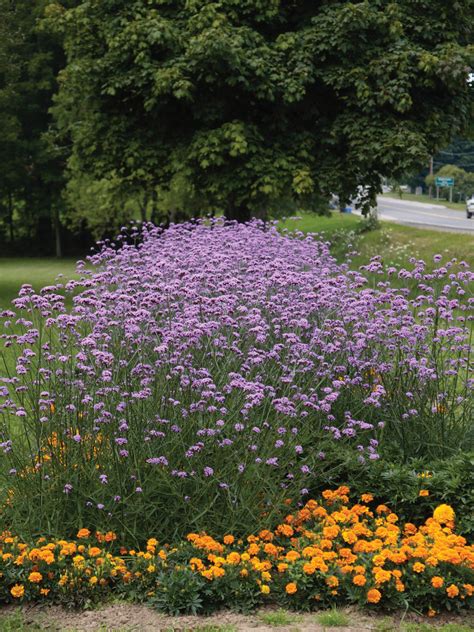 Verbena Plant